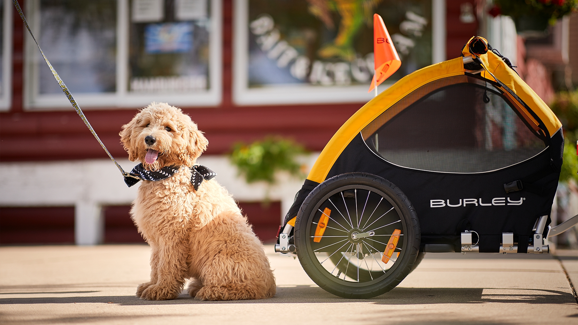 can you put dog in a human bike trailer